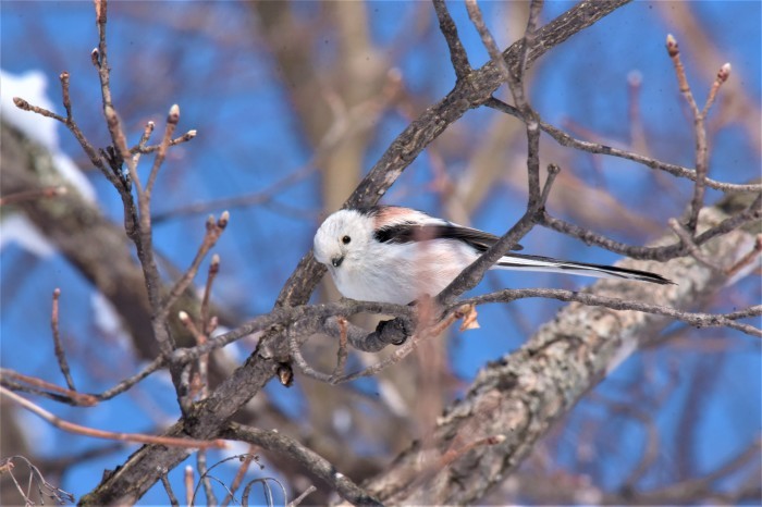 北の森から野鳥便り_d0098721_16552253.jpg