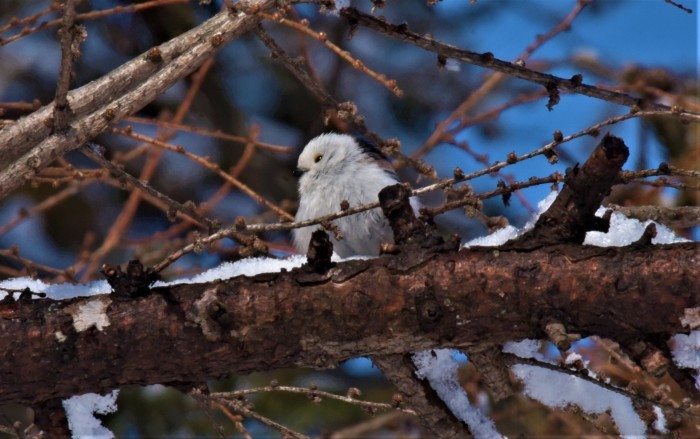 北の森から野鳥便り_d0098721_16555237.jpg