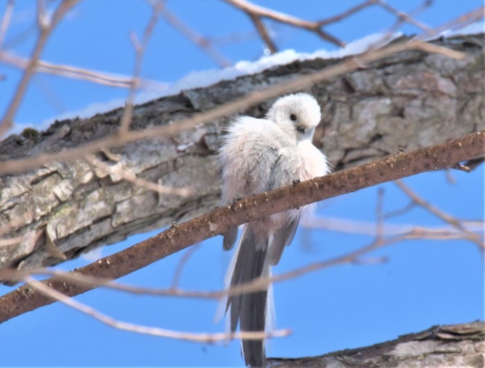 北の森から野鳥便り_d0098721_16560135.jpg