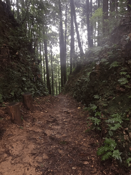 108お遍路 21番太龍寺~22番平等寺~民宿ゆき荘 2017.10.16_d0357024_08251514.gif