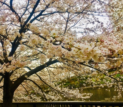 SAKURA_a0168628_01094959.jpeg