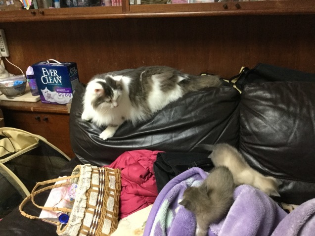 a0090729_07424414.jpeg