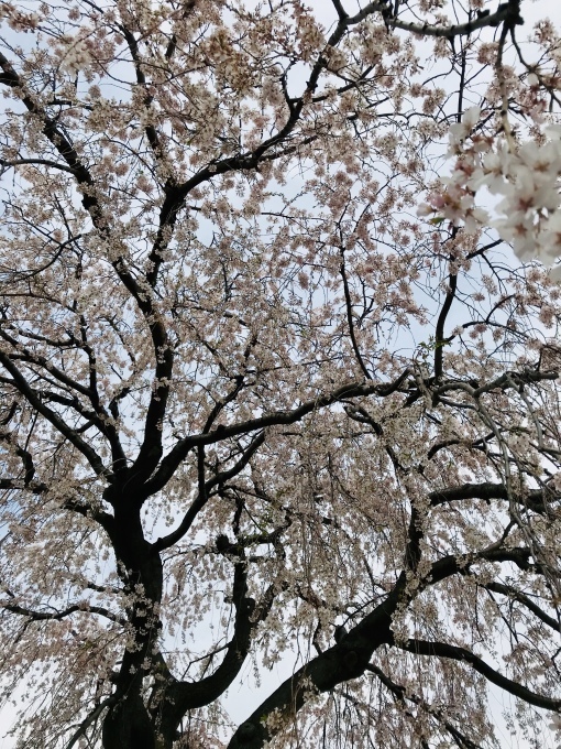 谷中界隈_f0347130_14093526.jpeg