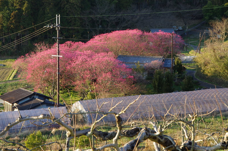 明日香村上居　「令和」_b0396833_21280543.jpg