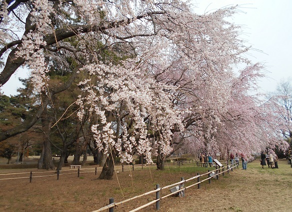 前橋　敷島公園の桜_a0129636_16160680.jpg