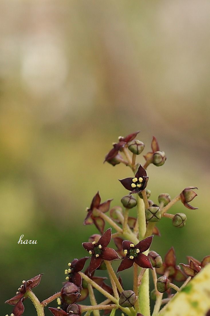 家で花見_f0297537_17345418.jpg