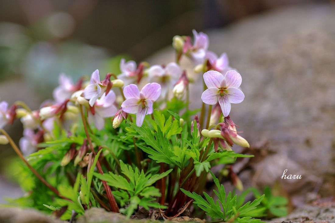 家で花見_f0297537_17350613.jpg