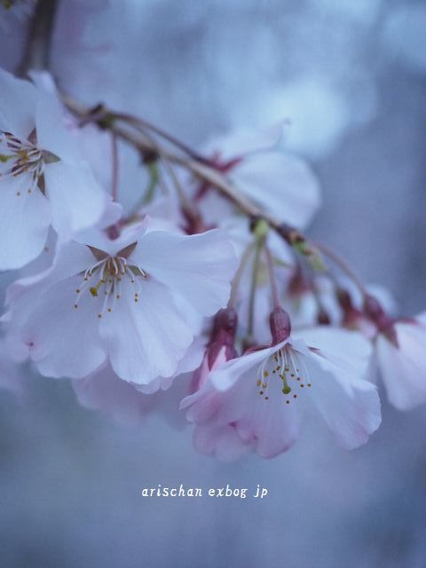 ご近所の枝垂れ桜の夕暮れ時＠２０１９_f0295238_08412469.jpg