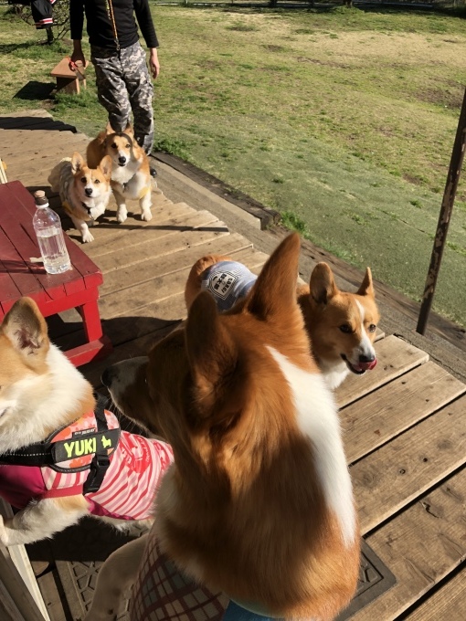 b0369239_15282550.jpeg