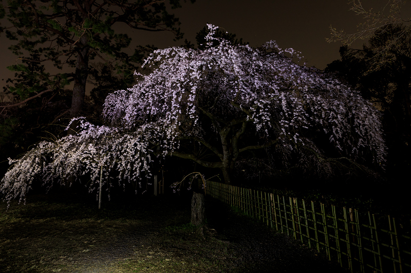 桜咲く京都19 近衛邸跡のしだれ桜 花景色 K W C Photoblog
