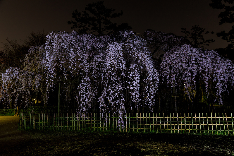 桜咲く京都19 近衛邸跡のしだれ桜 花景色 K W C Photoblog