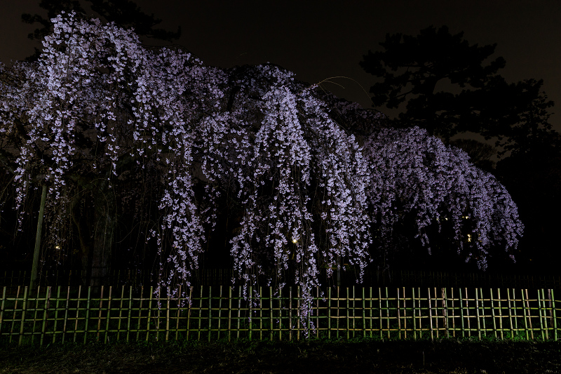 桜咲く京都19 近衛邸跡のしだれ桜 花景色 K W C Photoblog