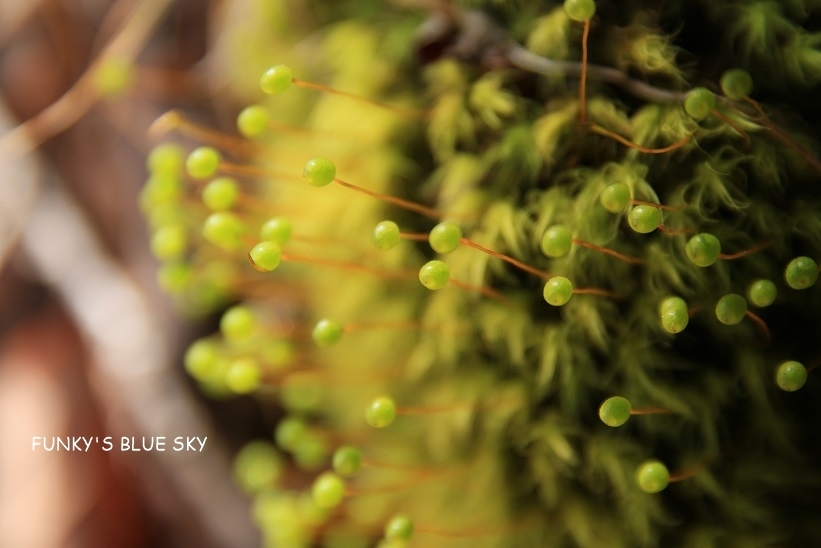 苔の花*****_c0145250_09242271.jpg