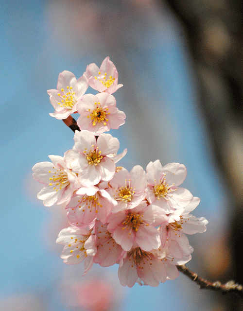 a0001354_00094590.gif