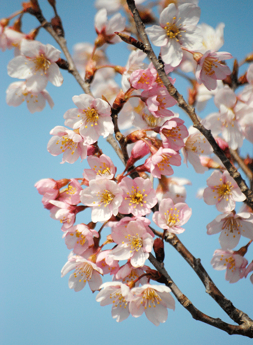 a0001354_00111891.gif