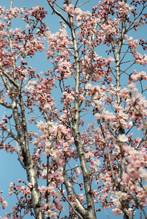 a0001354_00133420.gif