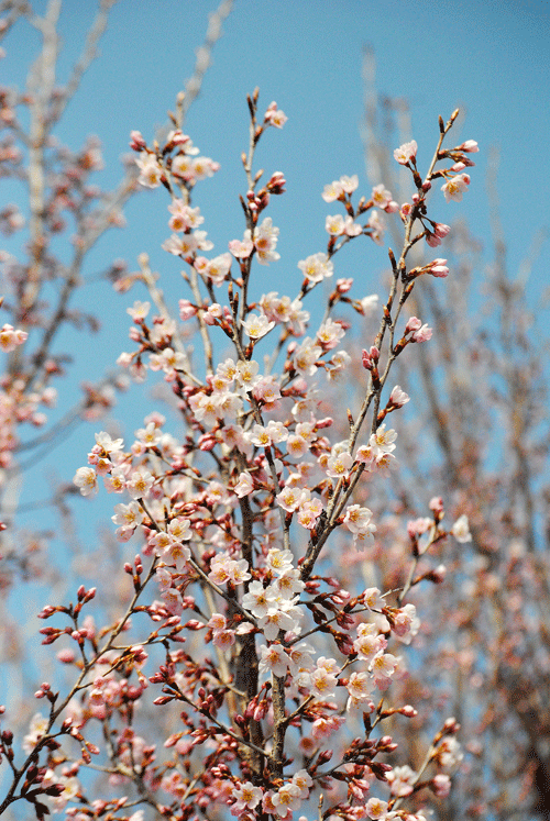 a0001354_00134739.gif