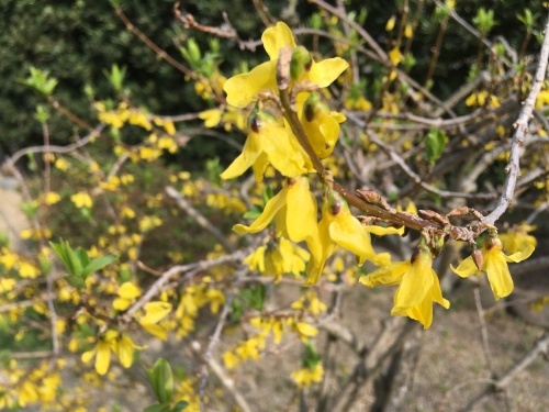 a0152454_18034030.jpeg