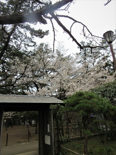高砂緑地の桜_d0369759_17212371.jpg
