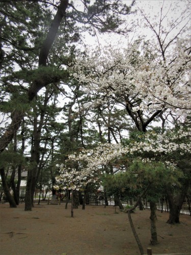 高砂緑地の桜_d0369759_17220392.jpg