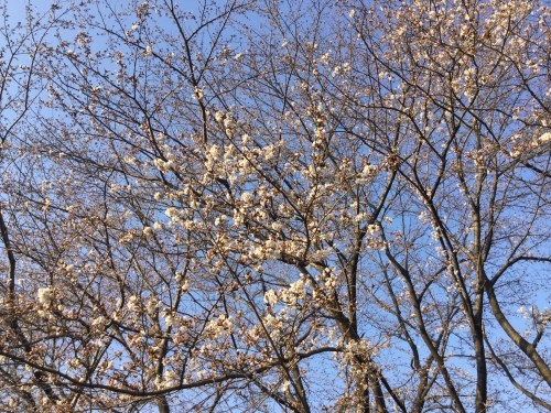ちょっと早めの花見、そして。_d0137764_18153047.jpeg