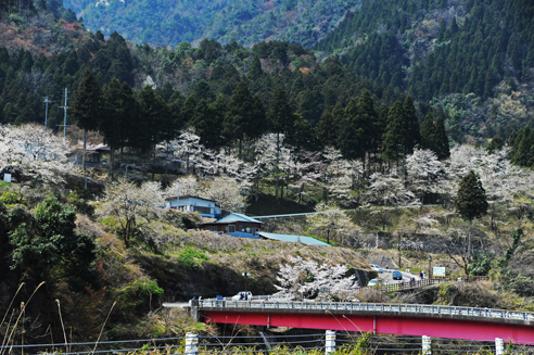 根尾の淡墨桜‼️値段交渉OK です‼️ gifu-1024x538.jpg
