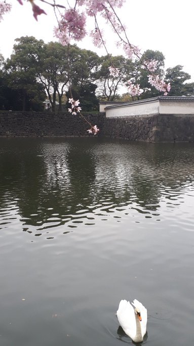 高輪ゲートウェイ、雑司ヶ谷霊園芳名録(続き)、妖怪「木娘」は関西の近代都市伝説、元興寺の蛙石(元大阪城)、花見開始:2019/3/25-29twitterまとめ_b0116271_14313109.jpg