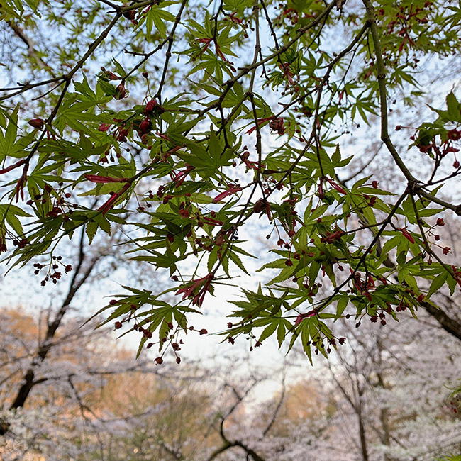 気分転換に井の頭水生物館へ（平成最後） 2019年3月27日_d0123571_22405624.jpg