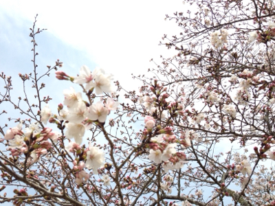 あなたが蒔いた種***_e0290872_20383072.jpg