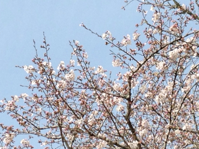 あなたが蒔いた種***_e0290872_20385819.jpg