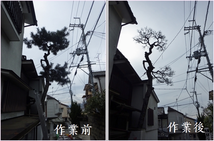 大きな盆栽_b0399773_19320886.jpg