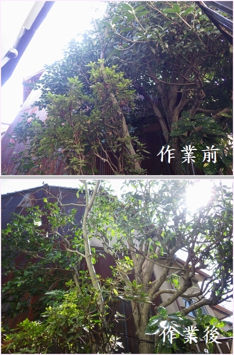 キンモクセイの剪定_b0399773_20251285.jpg