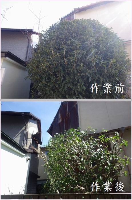 キンモクセイの剪定_b0399773_20251771.jpg