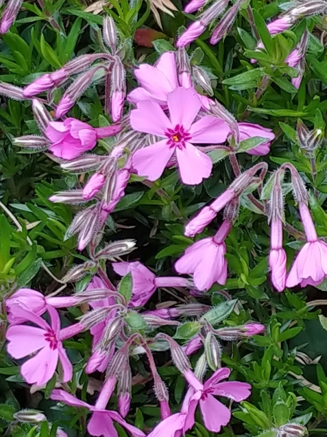 c0162773_14424992.jpg