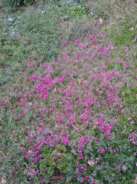 c0162773_14472112.jpg