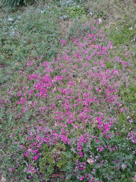 芝桜と、私呆けた?_c0162773_14472112.jpg