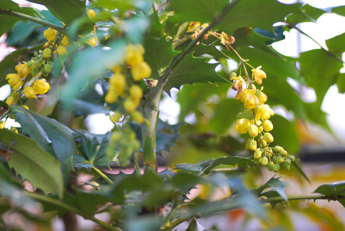 3 28 香りの花木 あなたに似た花