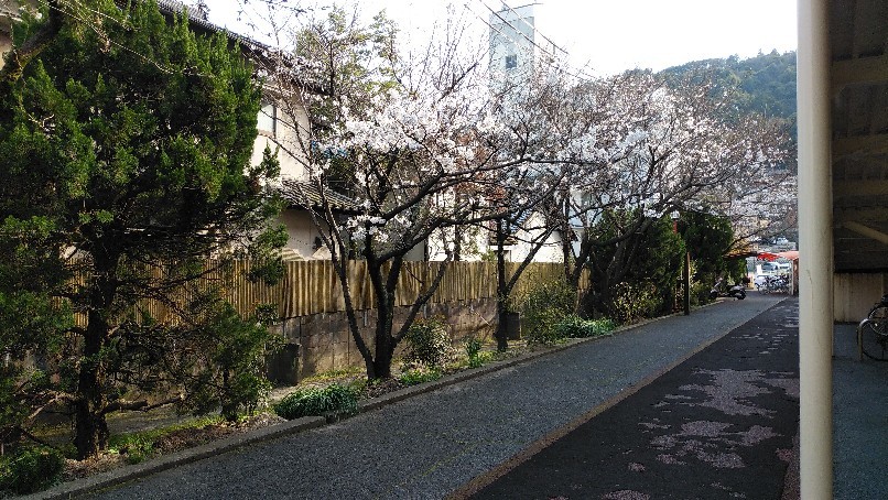桜咲く なんて季節に..._f0237788_21365202.jpg