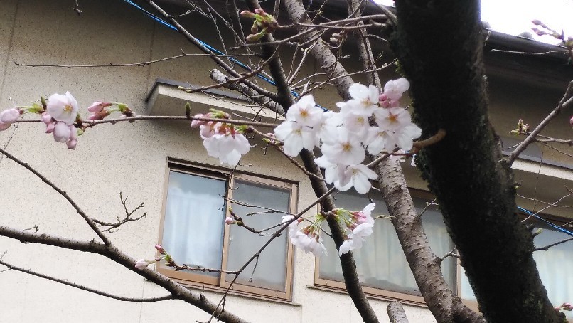 桜咲く なんて季節に..._f0237788_21365203.jpg
