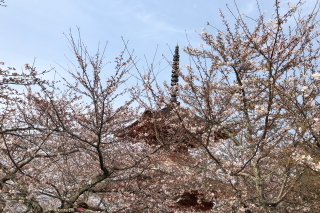 桜情報_a0233991_21101886.jpg