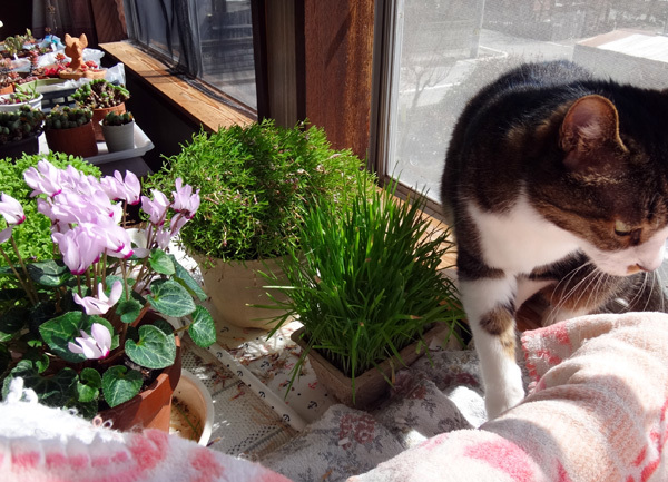 外は寒いけど、猫部屋は春がいっぱい♪_a0136293_16445538.jpg
