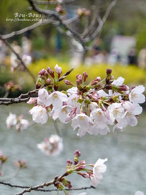 井の頭公園の桜_d0128697_3223018.jpg