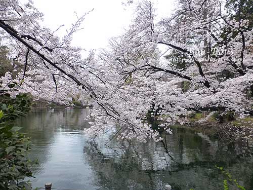 井の頭公園の桜_d0128697_3333289.jpg