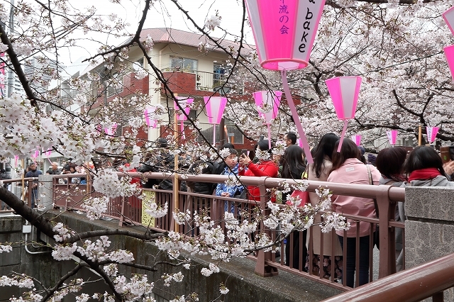 桜・目黒川狂想曲_b0291402_07314530.jpg