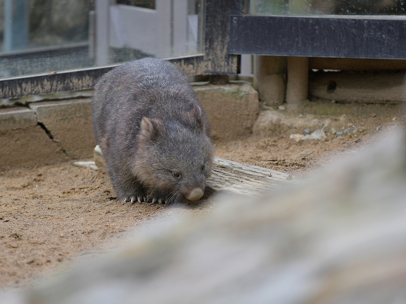 大きな木の声、ユキの瞳に溢れた涙　～～～後編～～～_a0164204_11572228.jpg