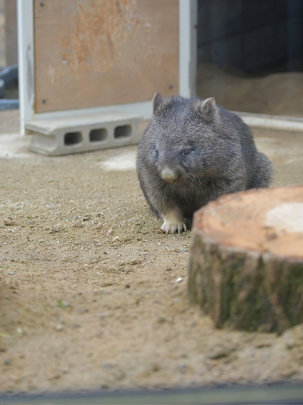 大きな木の声、ユキの瞳に溢れた涙　～～～後編～～～_a0164204_13114950.jpg