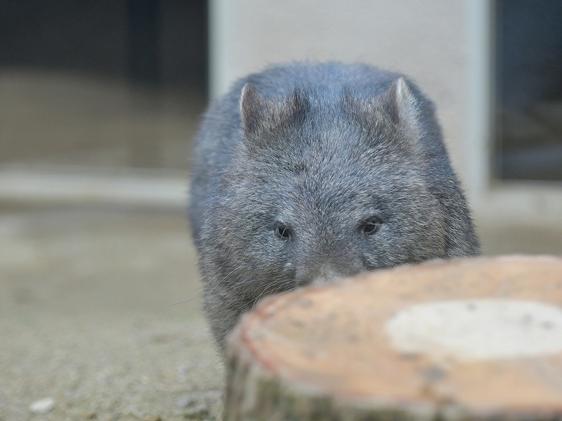 大きな木の声、ユキの瞳に溢れた涙　～～～後編～～～_a0164204_13250158.jpg