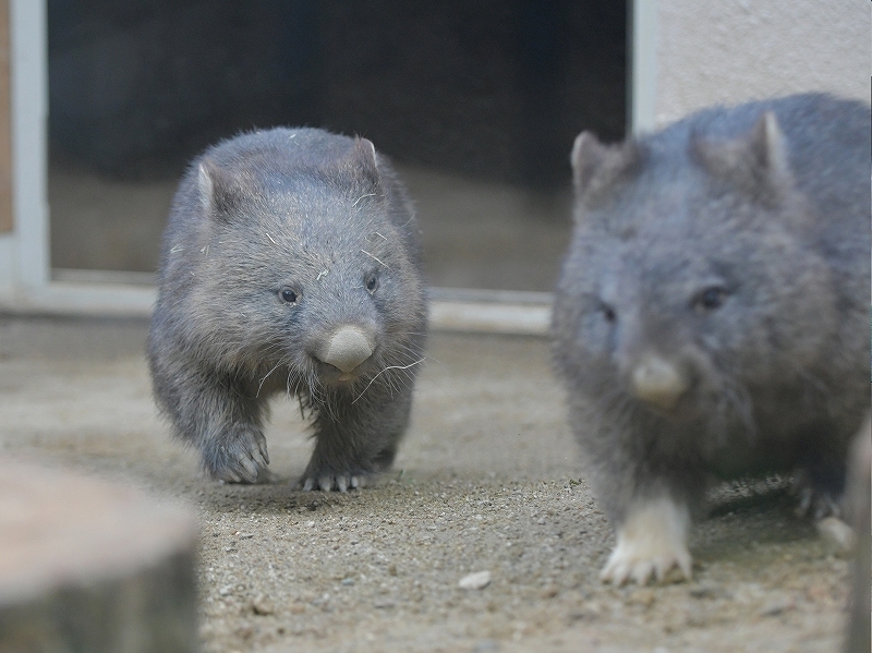 大きな木の声、ユキの瞳に溢れた涙　～～～後編～～～_a0164204_14310688.jpg