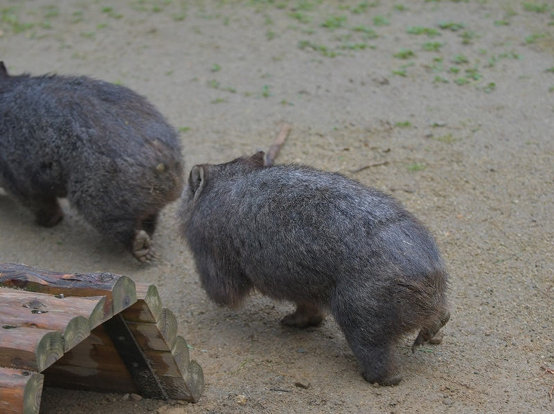 大きな木の声、ユキの瞳に溢れた涙　～～～後編～～～_a0164204_14341699.jpg