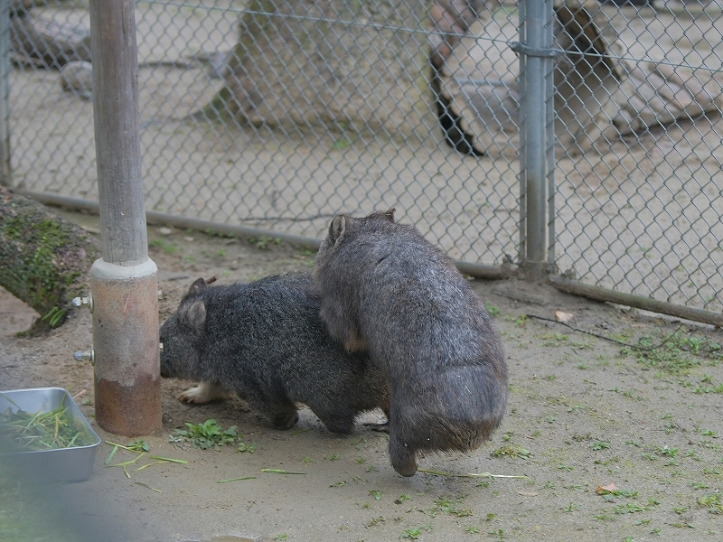 大きな木の声、ユキの瞳に溢れた涙　～～～後編～～～_a0164204_14361494.jpg